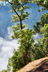 Copyspace and scenic landscape of foggy pine forests in the mountains of La Palma, Canary Islands, Spain. Forestry with view of a steep hill covered in green vegetation and shrubs during summer