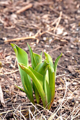 Fototapeta premium Closeup of green plant sprouts planted in soil in a garden. Gardening for beginners with plants about to bloom or blossom. The growth and development process of a tulip flower growing in spring