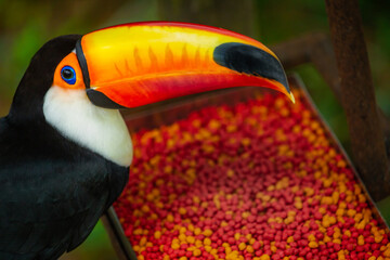 Colorful Toco Toucan tropical bird eating portion in Pantanal, Brazil