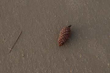 pine cone in the sand at the beach