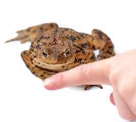 Common true toad with brown body and black dot markings on dry rough skin with a person pointing a finger on a white background. Frog of the bufonidae species ready to hop around and croak.