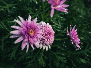 pink and purple flower