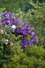 Group of vibrant purple clematis vine flowers blossoming on a lush green bush. View of delicate, fresh plants growing, blooming and flowering in a remote field and forest or home garden and backyard