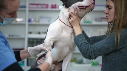Side view young woman talking to dog as veterinarian cutting nails on paws in slow motion. Caucasian owner and doctor taking care of purebred stressed American Staffordshire Terrier in veterinary