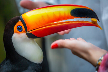 Colorful Toco Toucan tropical bird eating portion in Pantanal, Brazil