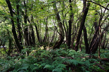 thick wild forest with old trees and mossy rocks