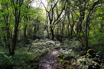 Fototapeta na wymiar fine pathway to thick wild forest