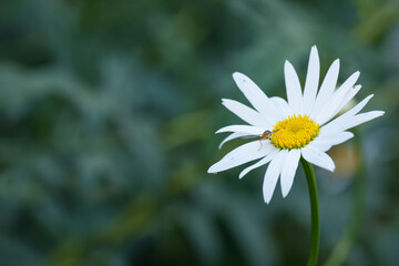 A bee on a daisy or Marguerite outside in a garden on a summer day or springtime. Honeybee pollinating or collecting nectar from a flower or flowerhead isolated with lush green or nature background.