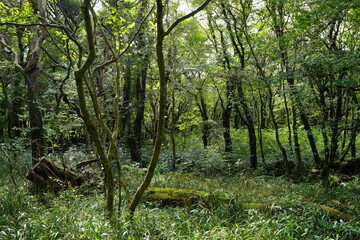 thick wild forest with old trees and mossy rocks