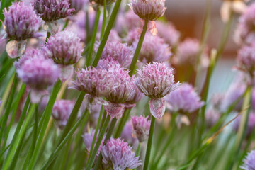 Fototapeta premium Blooming chives, Allium schoenoprasum, this plant is edible