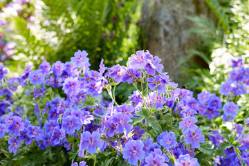 Meadow geranium flowers in a green forest in summer. Purple plants growing in a lush botanical garden in spring. Beautiful violet flowering plants budding in its natural environment in summertime