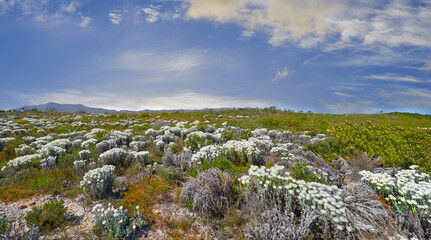 Naklejka premium Indigenous Fynbos found on Table Mountain National Park, Cape Town, South Africa. Wild flowers under a blue sky with copy space. Nature landscape of bush plants growing on a field in spring.