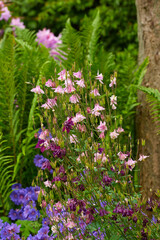 Group of pink and purple columbine and meadow cranesbill flowers blossoming and growing in a home garden. Vibrant lush aquilegia granny bonnet plants blooming and flowering on stems in a backyard