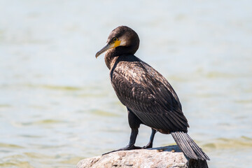 Great cormorant, Phalacrocorax carbo, standing on a stone on the sea shore.