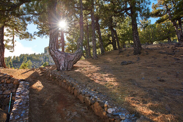 Sun shining on tall trees in forest of La Palma, Canary Islands. Soothing nature with beautiful lush green branches and bushes, perfect scenic views with hidden beauty, peace and harmony in Spain