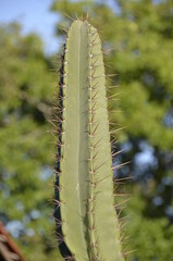 Detail of the thorn of the mandacaru, a plant native to the Brazilian caatinga. Scientific name Cereus jamacaru, from the botanical family of Cactaceae