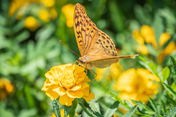The dark green fritillary butterfly collects nectar on flower. Speyeria aglaja is a species of butterfly in the family Nymphalidae.