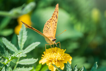 The dark green fritillary butterfly collects nectar on flower. Speyeria aglaja is a species of butterfly in the family Nymphalidae.
