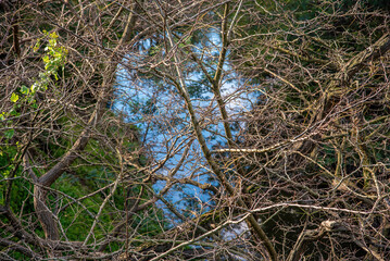 A body of water reflecting the sky is hidden behind a thick coverage of branches and twigs