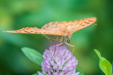 The dark green fritillary butterfly collects nectar on flower. Speyeria aglaja is a species of butterfly in the family Nymphalidae.