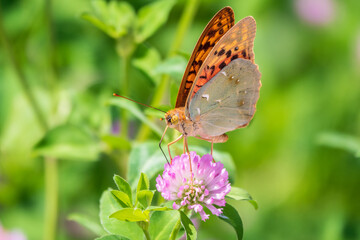 The dark green fritillary butterfly collects nectar on flower. Speyeria aglaja is a species of butterfly in the family Nymphalidae.