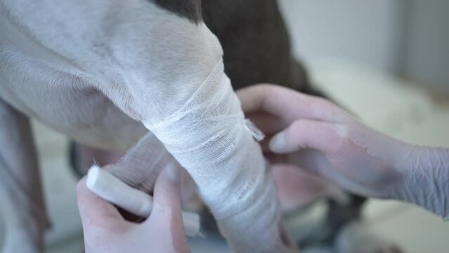 Close-up bandaging dog leg after injection in slow motion. Unrecognizable Caucasian veterinarian taking care of ill pet in veterinary clinic. Taking analysis and treatment concept