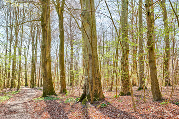Obraz premium Landscape view of beech trees in a sunny forest or woods in remote countryside of Norway. Wood used for timber growing in a serene and secluded meadow. Discovering peace and relaxed in mother nature