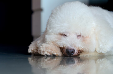 Adorable white Poodle dog sleeping alone on the floor in the house.