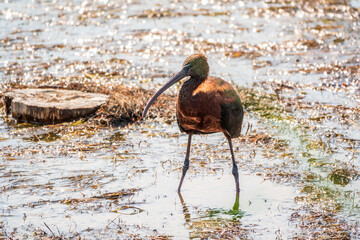 The glossy ibis, latin name Plegadis falcinellus, searching for food in the shallow lagoon.