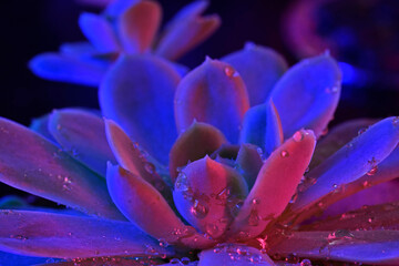 Fototapeta premium Droplets on bloom