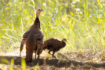 Wild turkeys (Meleagris gallopavo) at Myakka River State Park in southwest Florida