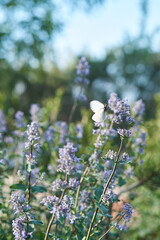 Blooming purple basil flowers with a butterfly on the background.