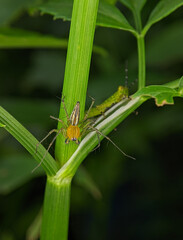 Oxyopes salticus is a species of lynx spider, commonly known as the striped lynx spider, first described by Hentz in 1845. 