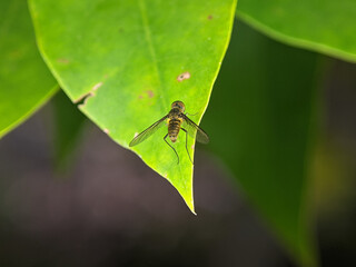 Anthracinae is a subfamily of bee flies in the family Bombyliidae. There are more than 80 genera and 2,000 described species in Anthracinae. 