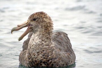 Southern giant petrel (Macronectes giganteus) with its beak open, swimming in Coopers Bay, South Georgia Island