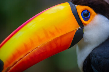 Toucan side profile close-up in Pantanal, Brazil
