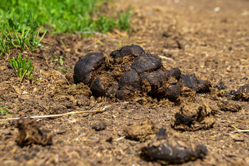 A pile of horse manure lies on a country road.