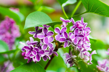 Blooming purple and white lilac in the garden. Selective focus.
