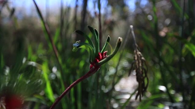 Full HD footage of Australian native plant Mangles Kangaroo paw, Perth city, west of Australia