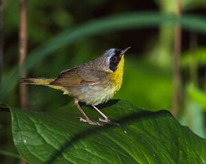 Male Common Yellowthroat in Michigan