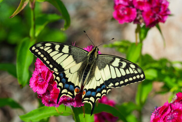 Fototapeta na wymiar Bright colorful swallowtail butterfly Machaon on purple flowers in the garden.