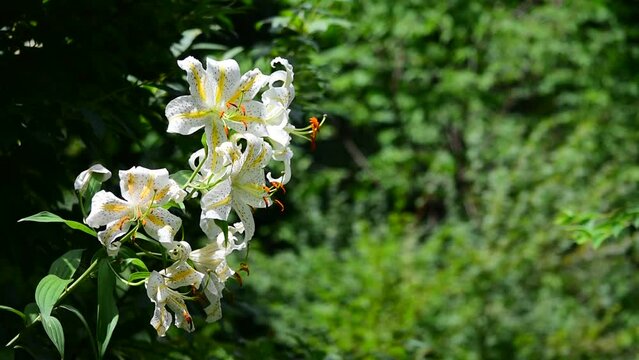 山の奥で自生するヤマユリ、自然の中で伸び伸びと育っています。