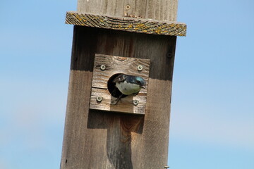 bird house on a branch