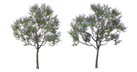 Obraz premium Tree with flowers on a white background