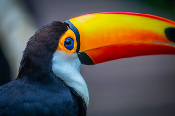 Toucan side profile close-up in Pantanal, Brazil