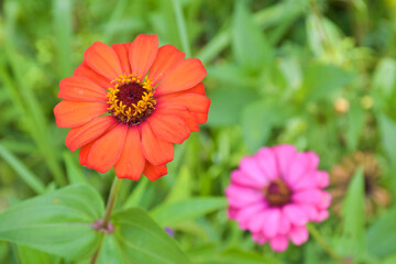 orange zinnia Pink petals blooming beautifully nature soft blur in the park