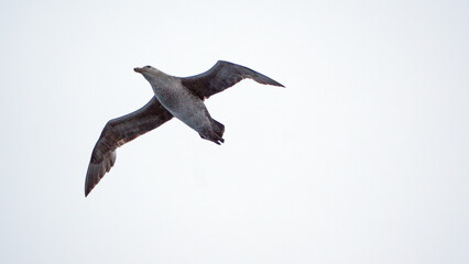 Northern giant petrel (Macronectes halli) in flight at Gold Harbor, South Georgia Island