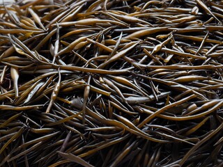 신선한 유기농 해초 모자반, 톳