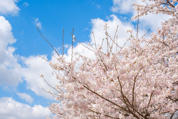 青空と桜の花　広角