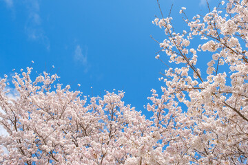 青空と桜の花　広角